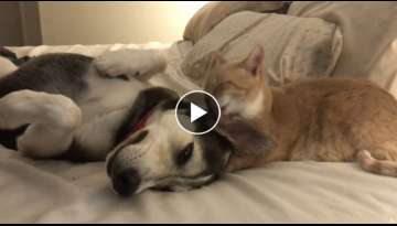 Cat Who Raised Dog From a Puppy Licks Him Every Night Before Going to Bed Cat Who Raised Dog From a Puppy Licks Him Every Night Before Going to Bed